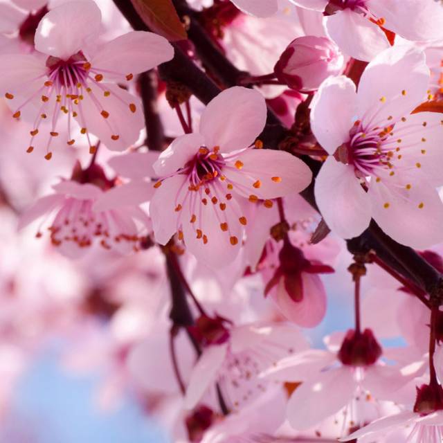 Benih Bibit Biji - Bunga Sakura (Japanese Cherry Blossoms) Flower Seeds - IMPORT JAPAN