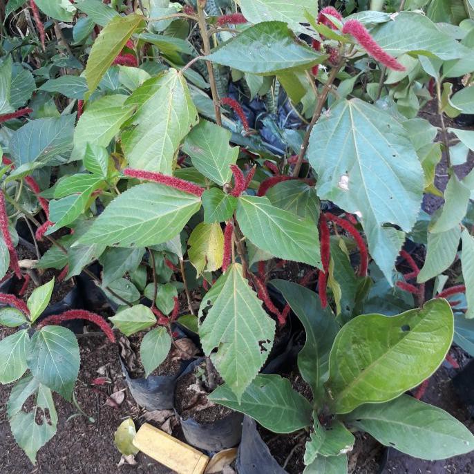 Produk Terbaik] Tanaman Herbal Ekor Kucing Daun Ekor Kucing Bibit Ekor Kucing