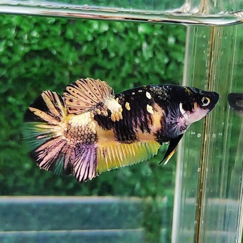 Yellow Koi Copper ori thailand 🇹🇭(Fm)