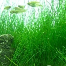 HAIR GRASS hairgrass seed bibit benih tanaman air aquascape aquarium