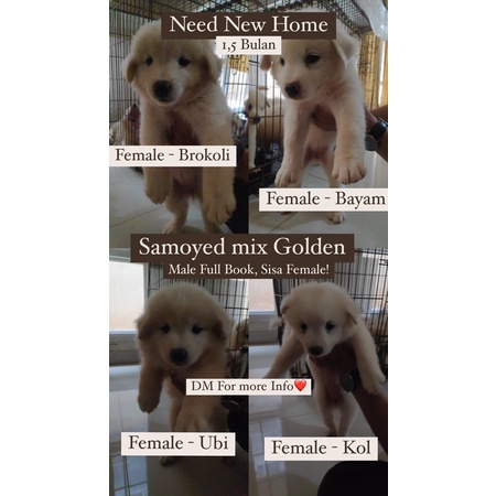 READY ANAK ANJING RAS SAMOYED MIX GOLDEN JAKARTA BEKASI TANGERANG ONLY