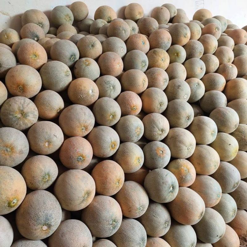 

melon madu (1-1,5kg)
