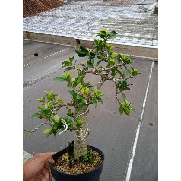 bonsai beringin elegan