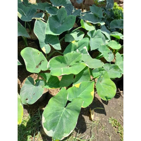 Tanaman Keladi Talas Varigata