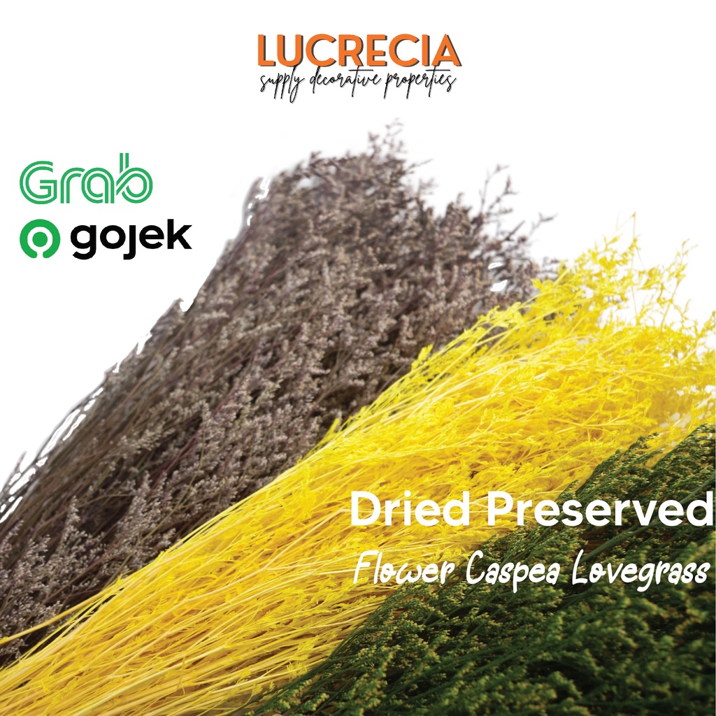 Preserved Caspea Lovergrass dried flower bunga dekorasi df-41