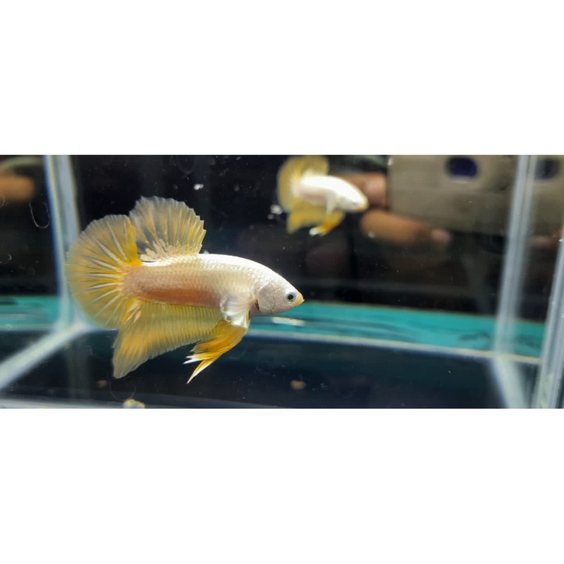 cupang - yellow dragon