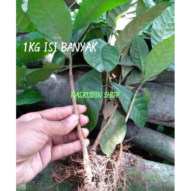 

[Fresh] BIBIT KOPI ROBUSTA 1KG ISI BANYAK / BIBIT KOPI ROBUSTA CABUTAN / BUKAN KOPI ARABIKA / BIBIT