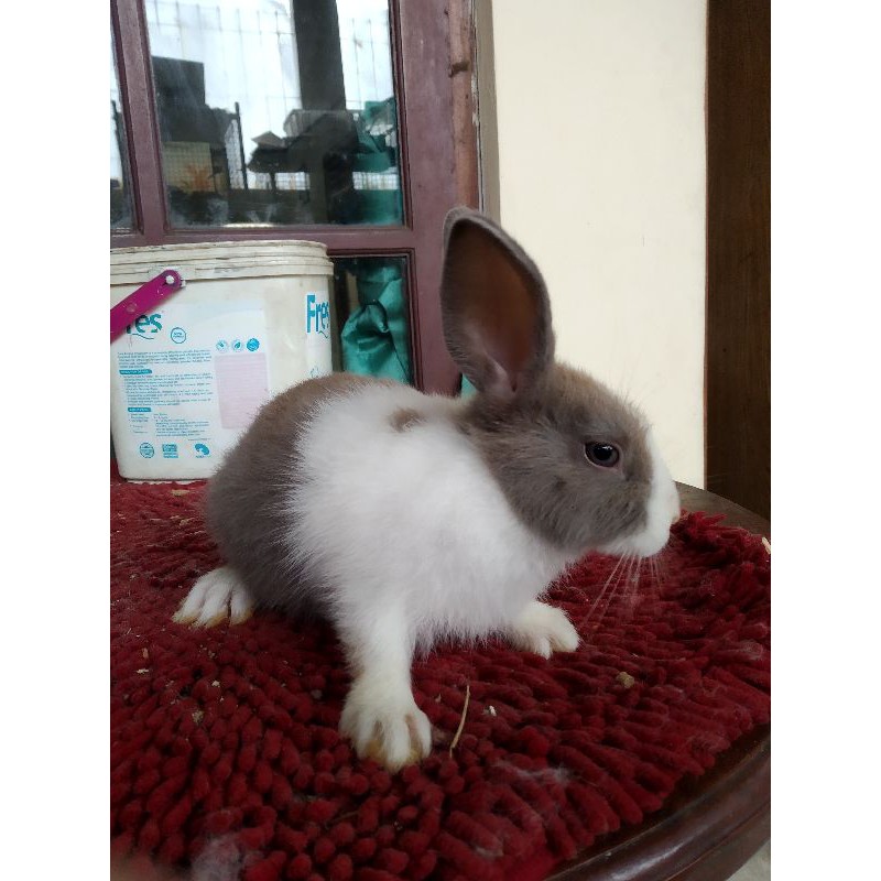 Kelinci dutch 5 bulan