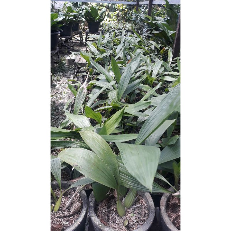 Anggrek Hitam Khas Kalimantan