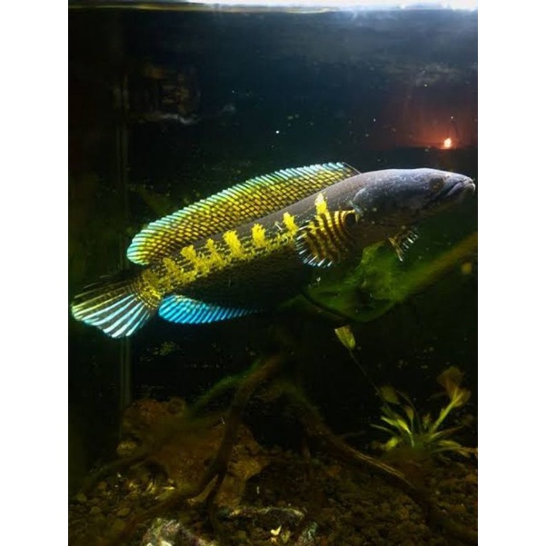Channa auranti maculata size 10-14cm free packing bukan ikan PO