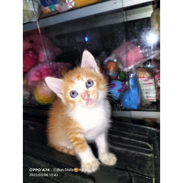 kucing Persia mix domestik Murah