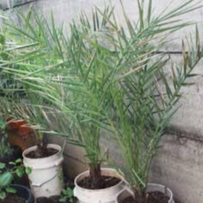 Bibit Pohon Kurma/Korma-Benih Pohon Kurma/Korma #_*