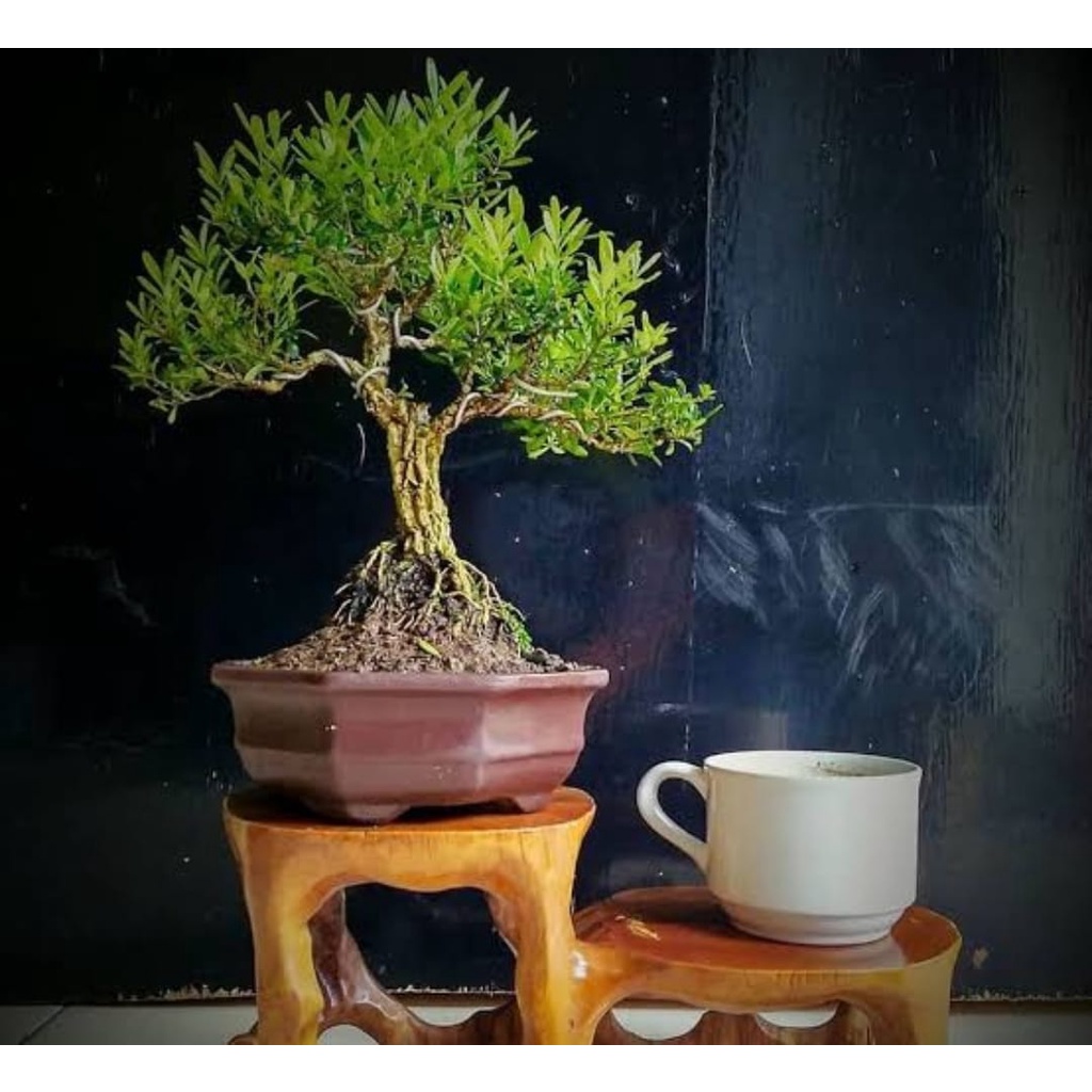 Jual BAHAN BONSAI ASLI BIBIT TANAMAN HIAS BUNGA BOXUS MURAH UNGGULAN ...