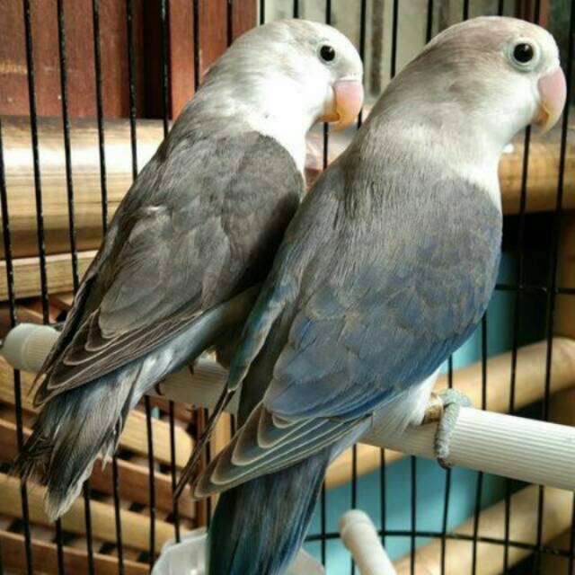 PROMO Burung Lovebird Ewing Vio SEPASANG 2 E