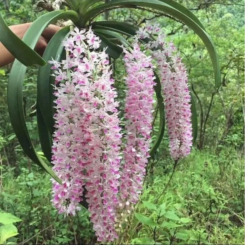 paket 2pohon anggrek retusa/ekor tupai