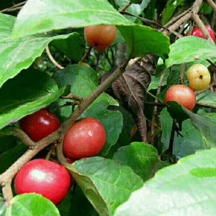 promo bibit buah rukem. *_$