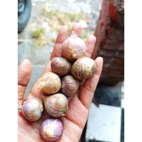 

Bawang putih tunggal/kesune tunggal 100gr