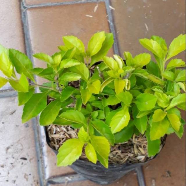 penitian mini kuning (duranta erecta)murah - tanaman daun