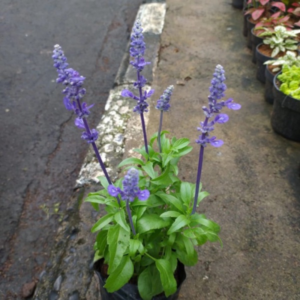 Dijual Tanaman Lavender Asli Lavandula  Lavender Bunga Ungu Diskon