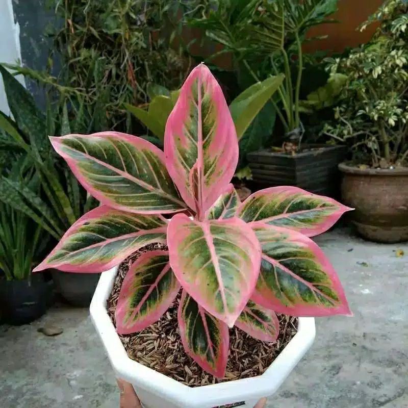 promo bonggol aglonema lotus