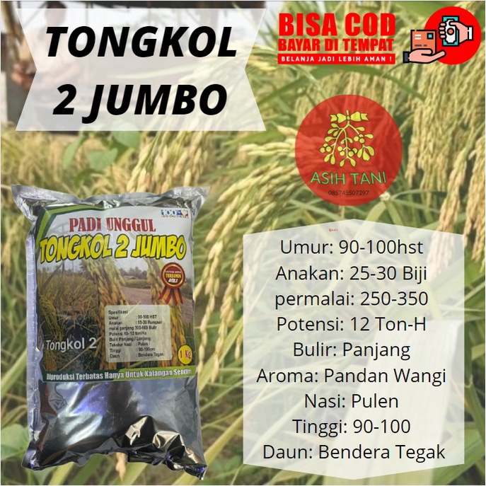 Benih Padi Tongkol 2 Jumbo 1 Kg