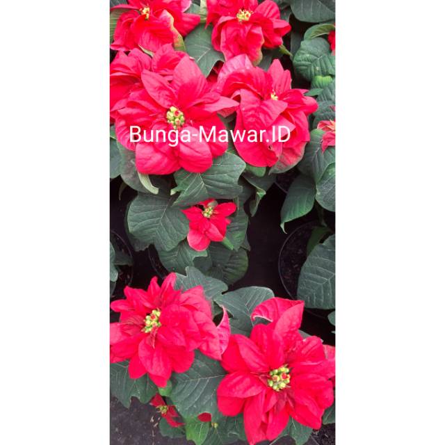 Tanaman Hias Kastuba Mawar / Poinsettia