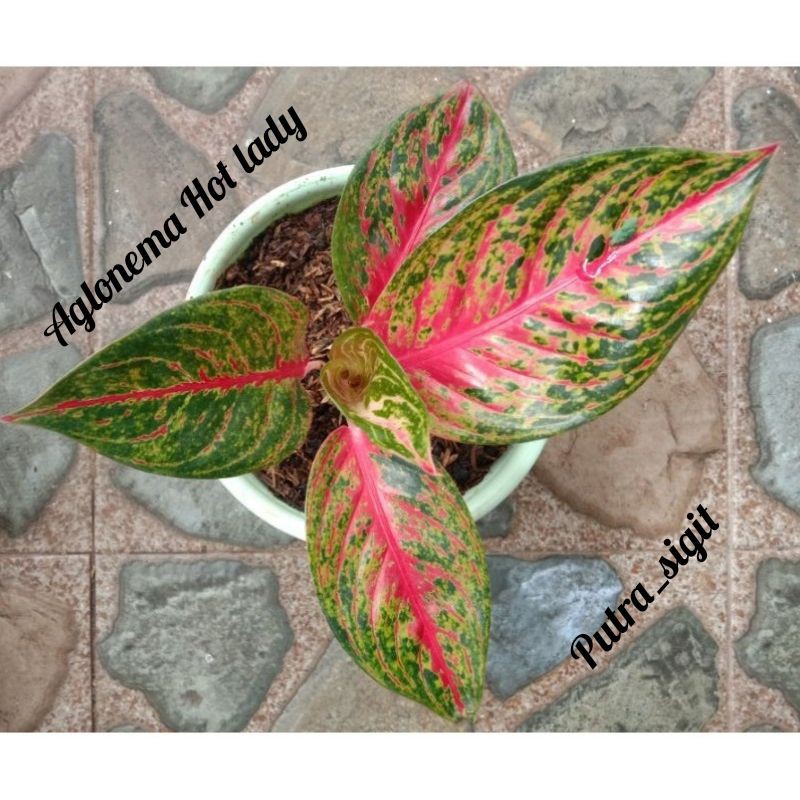 aglonema hot lady
