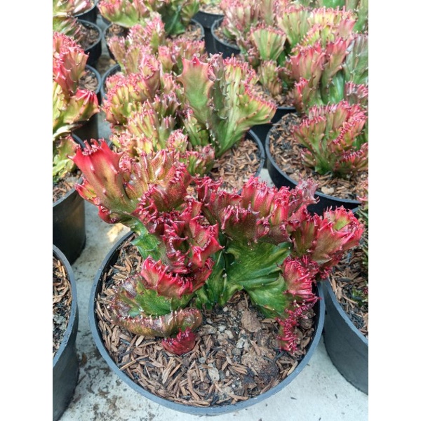 kaktus / euphorbia lactea merah / ukuran besar size pot 15cm