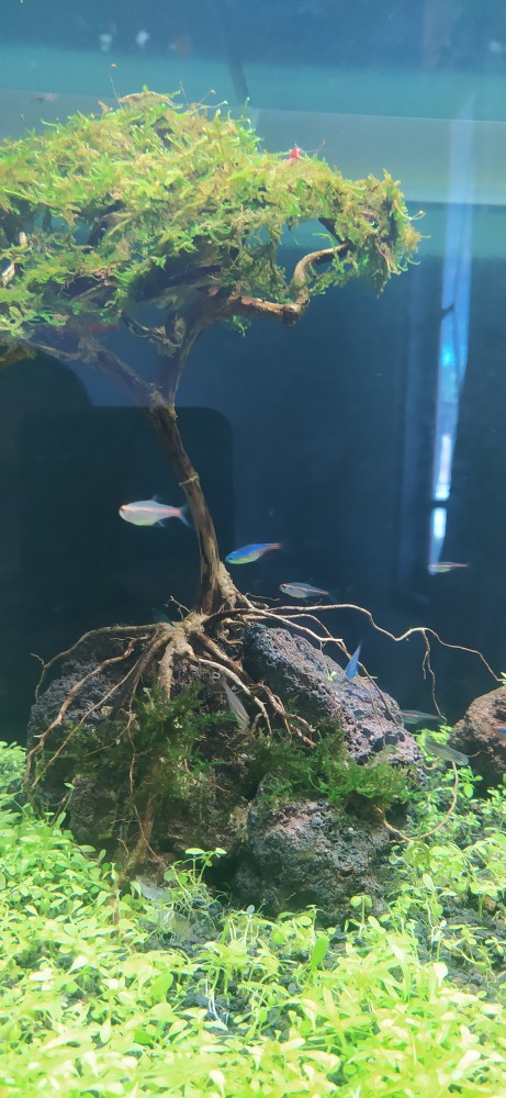 Glowlight Tetra Neon Api