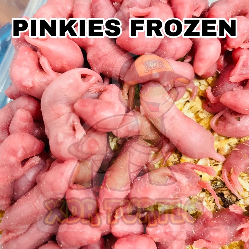 RB PINKIES FROZEN ANAK TIKUS BEKU MAKANAN ULAR KADAL BIAWAK BEARDED DRAGON