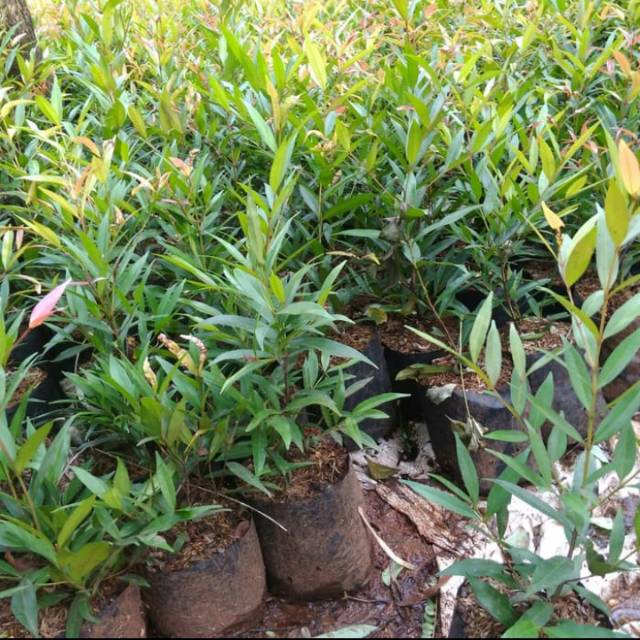 Bibit pucuk merah ukuran kecil