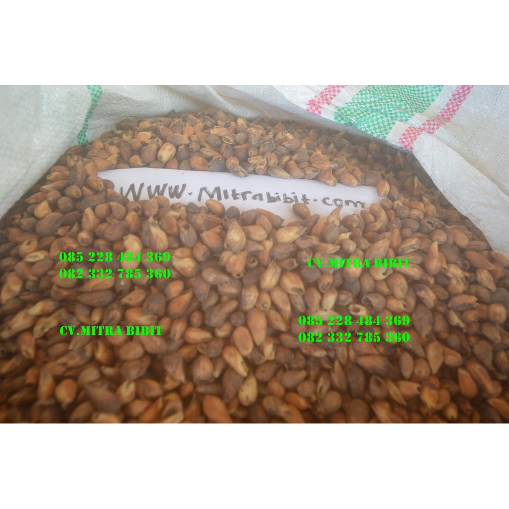 Biji Gamalina Pilihan | Biji Jati Putih Murah Bergaransi