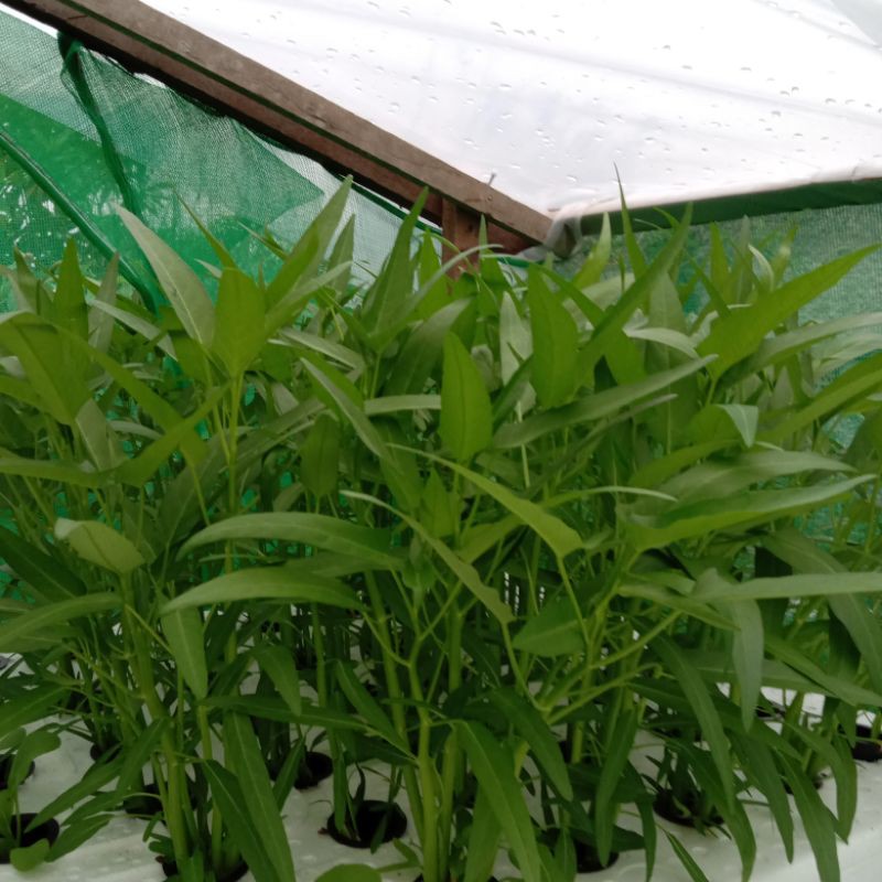 Benih kangkung bangkok/Benih kangkung