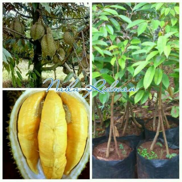 Bibit durian montong kaki 3 super
