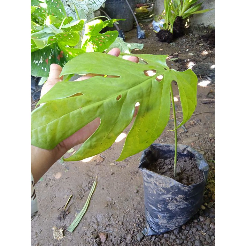 monstera mini monstera amydrium mini tanaman hias