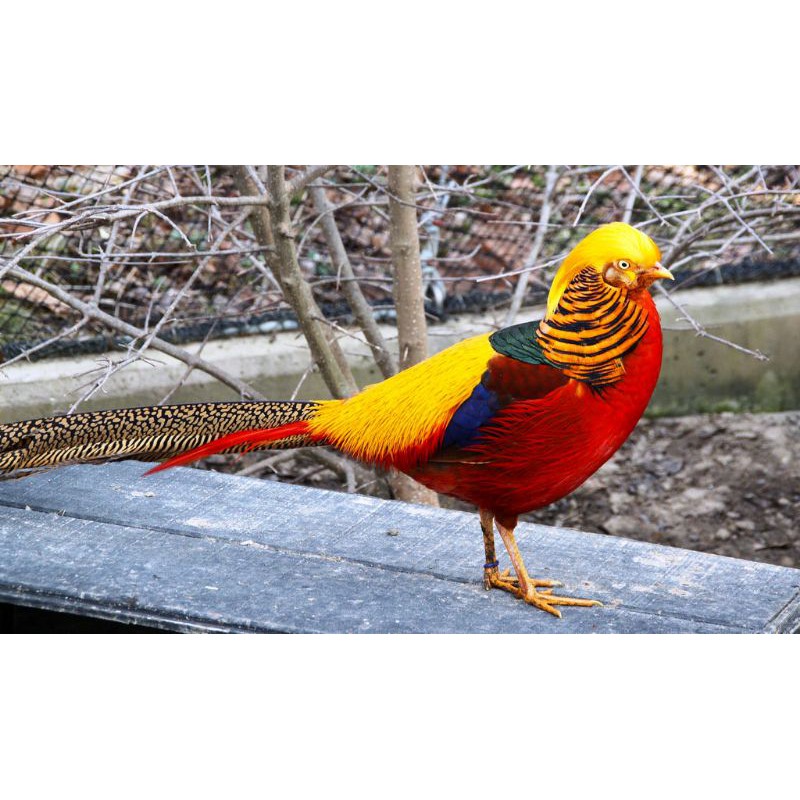 ayam Hias Golden pheasant Remaja 8blan