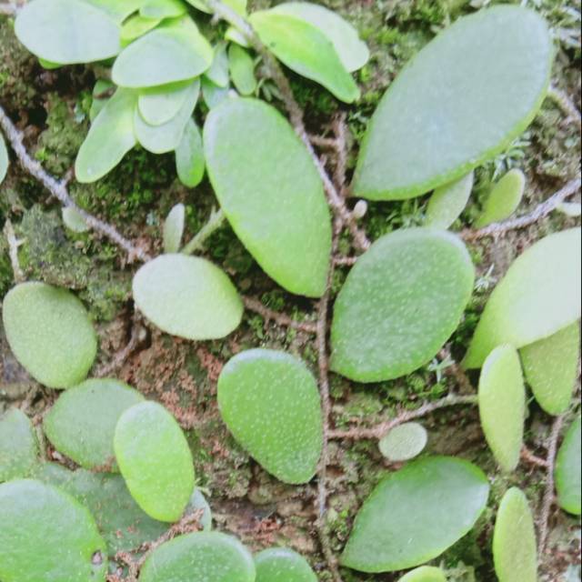 

Daun sisik naga