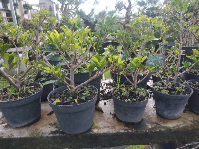 Bahan Bonsai Beringin Elegan