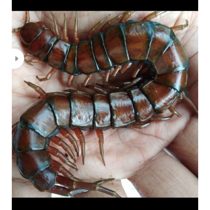 

kelabang super medan/pakan arwana/pakan aligator/dll