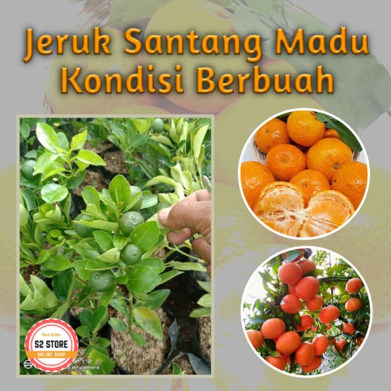 Jeruk Santang Madu Sudah BERBUAH