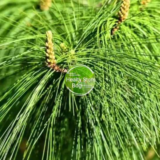 

Daun pinus segar paket 500 gram