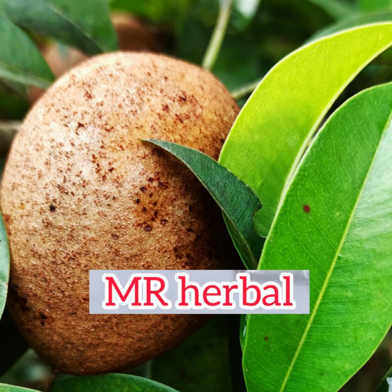 

Buah sawo muda obat diare per 500 gram