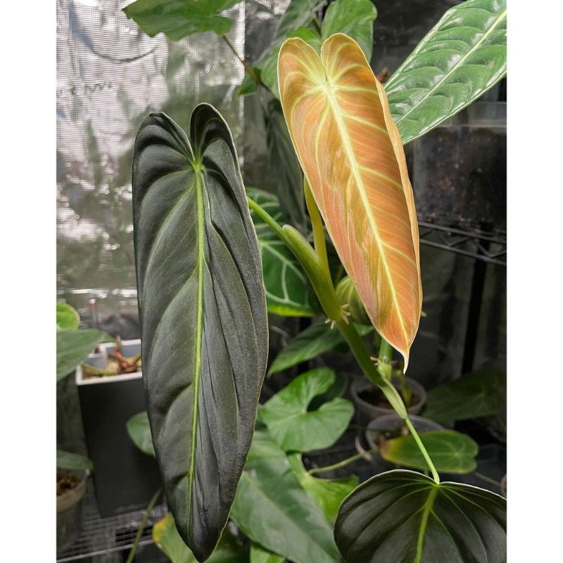 PROMO bibit bonggol Philodendron Melanochrysum