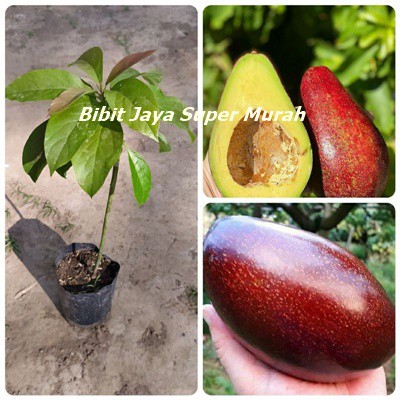 Bibit Alpukat Red Vietnam SuperMurah
