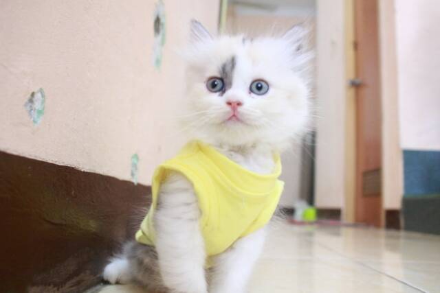 Kaos kuning lucu banget untuk kucing dan anjing size S M L XL (choose one)