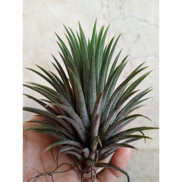 Tillandsia Ionantha Curly Giant