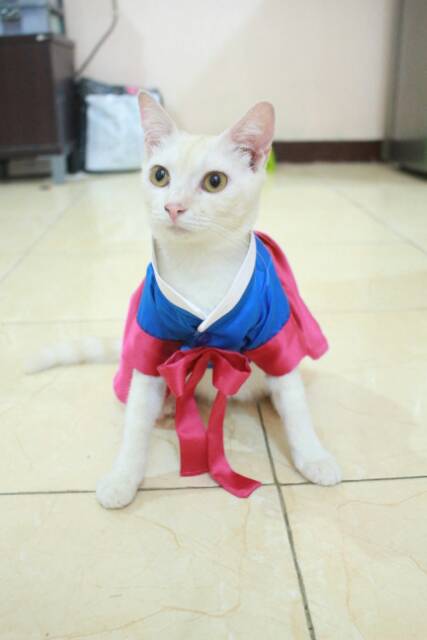 Dress hanbok tradisional untuk kucing &amp; anjing /Jual Baju Kucing Terlengkap &amp; Berkualitas size S-XL