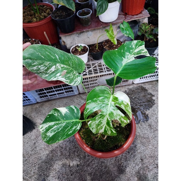 monstera varigata king