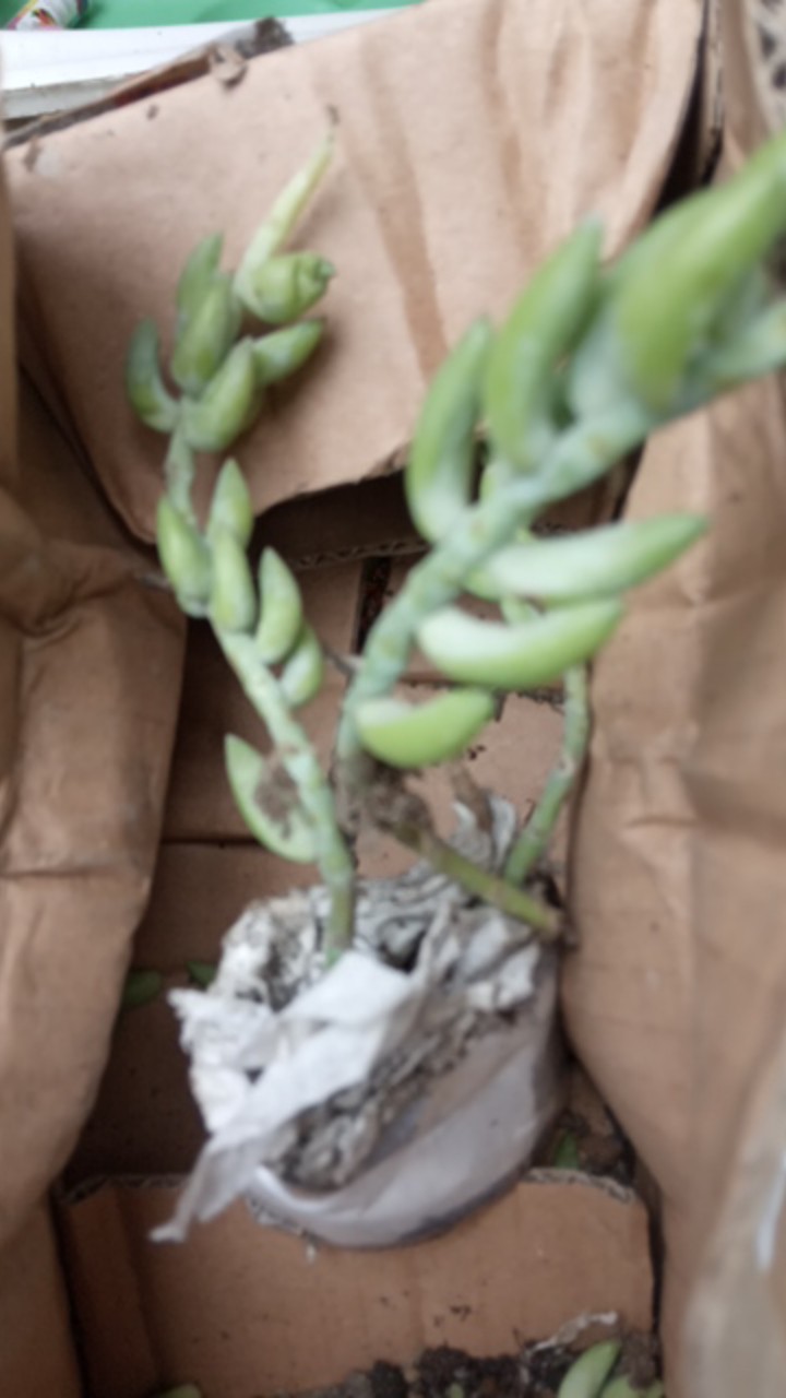 Tanaman Donkey Tail/air Mata Ibu.