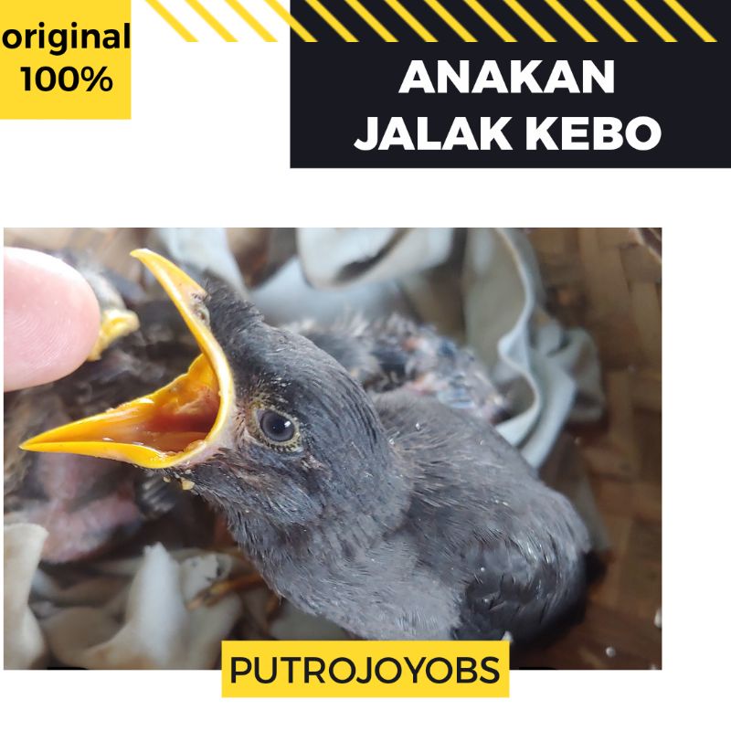 ANAKAN JALAK KEBO MATA P U T I H LOLOH PILIHAN BAGUS